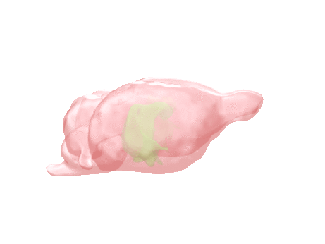 animation